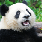 Panda Bunyi ikon
