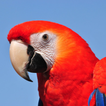 Parrot Sounds & Ringtones