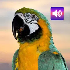 オウム:音