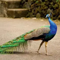 Peacock Soundboard XAPK download