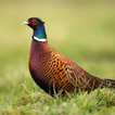 Pheasant bird sounds