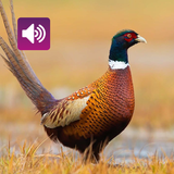 Fasanenvogel: Geräusche, Rufe Zeichen