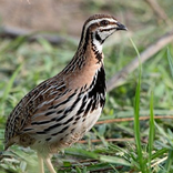 Quail Bird Calls