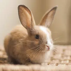 Kaninchen-Häschen und Sounds