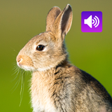 Rabbit: Sound, Ringtone icon