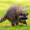 Raccoon Sounds