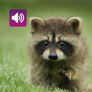 アライグマの音: 着信音、アラーム APK