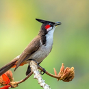 Red-whiskered bulbul sounds APK