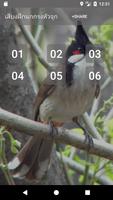 Red-whiskered bulbul sounds poster