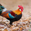 junglefowl Red APK