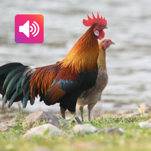 Red Junglefowl: Sound,Ringtone