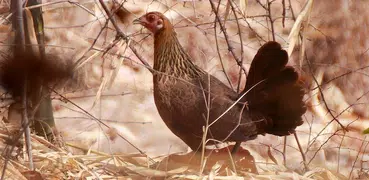 Red junglefowl Female Sound