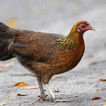 Red junglefowl Female Sound