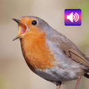 Robin: Sounds & Ringtones APK