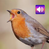 Burung Robin: Suara ikon