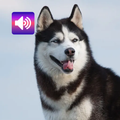 Husky Siberiano: Sons
