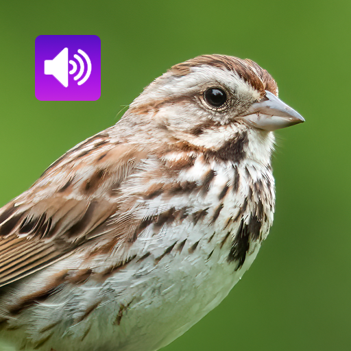 Sparrow Bird: Sound & Ringtone