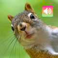 Squirrel: Sounds & Ringtones