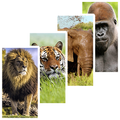 Animal Wallpapers