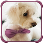 Cute Puppy Wallpapers icône
