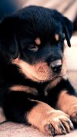 Cute Puppy Wallpapers capture d'écran 3
