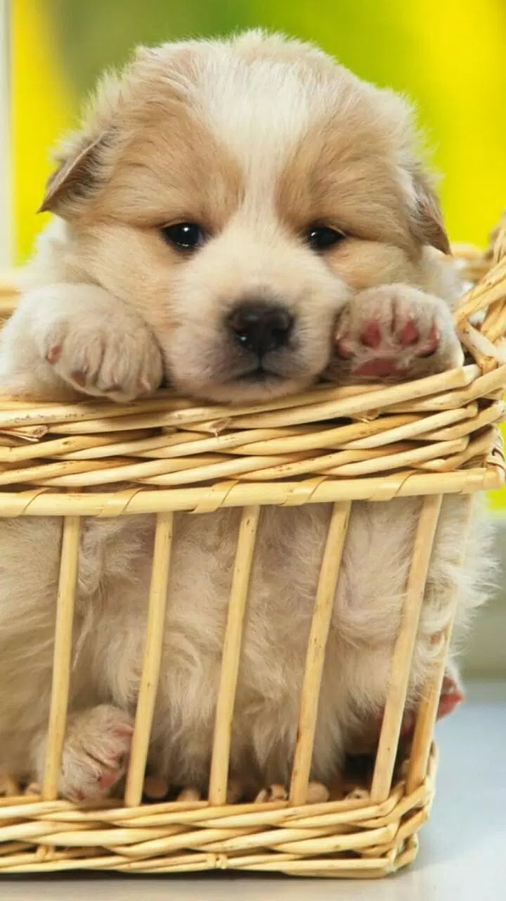 Cute Puppy Wallpapers APK for Android Download