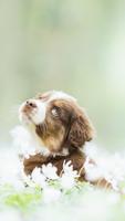 Cute Puppy Wallpapers capture d'écran 1