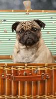 Cute Puppy Wallpapers capture d'écran 2