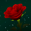 Enchanted Rose