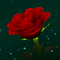 Enchanted Rose