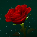 APK Enchanted Rose