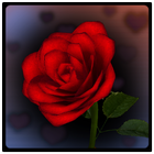 3D Rose Bouquet LWP Free ícone