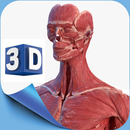 Female Anatomy 3D Anatomy App APK