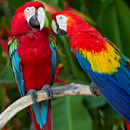 Bird Wallpapers HD-APK