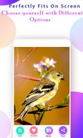 Bird Wallpapers HD स्क्रीनशॉट 3