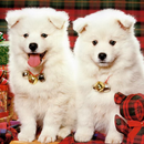 Cute Puppy Wallpapers-APK