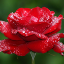 Rose Wallpapers HD APK