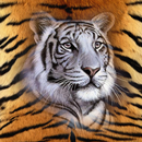 Tiger Wallpapers HD-APK
