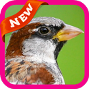 Sparrow Wallpaper APK