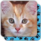 Puzzle Games free: Cute Cats ไอคอน