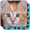 Puzzle Games free: Cute Cats