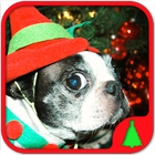 sparse kids Animals Christmas أيقونة