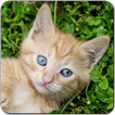 猫游戏免费：对配对游戏，滑动拼图，与一群可爱的小小猫的声音