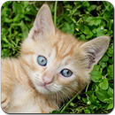 猫游戏免费：对配对游戏，滑动拼图，与一群可爱的小小猫的声音 APK