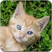 Android 用の ねこ ゲーム 無料 猫アプリ 猫ちゃんのゲーム Apk をダウンロード