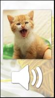 Poster Giochi di Gatti spiritosi