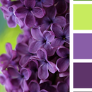 Dominant Image Color APK