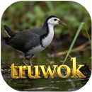 suara pikat burung truwok APK