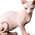 Sphynx File