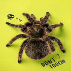 Spiders Wallpaper HD 4K আইকন